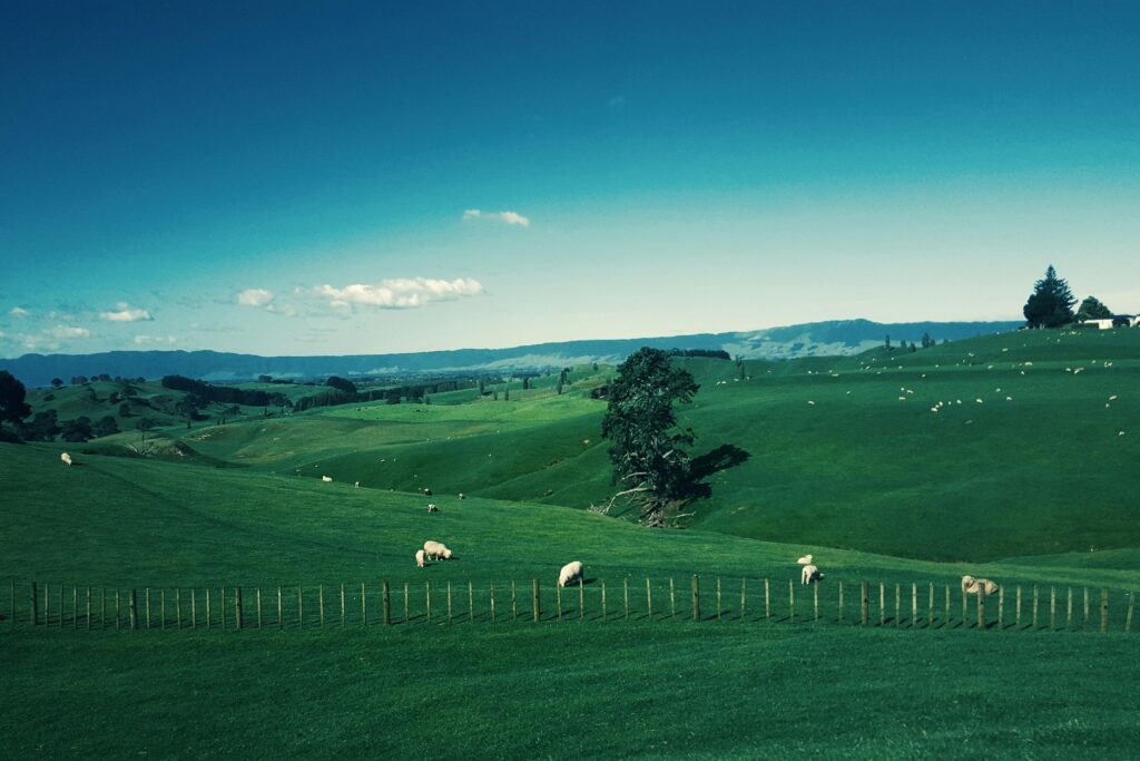 Green hills with sheep in NZ a symbol of peaceful, natural living in Aotearoa.